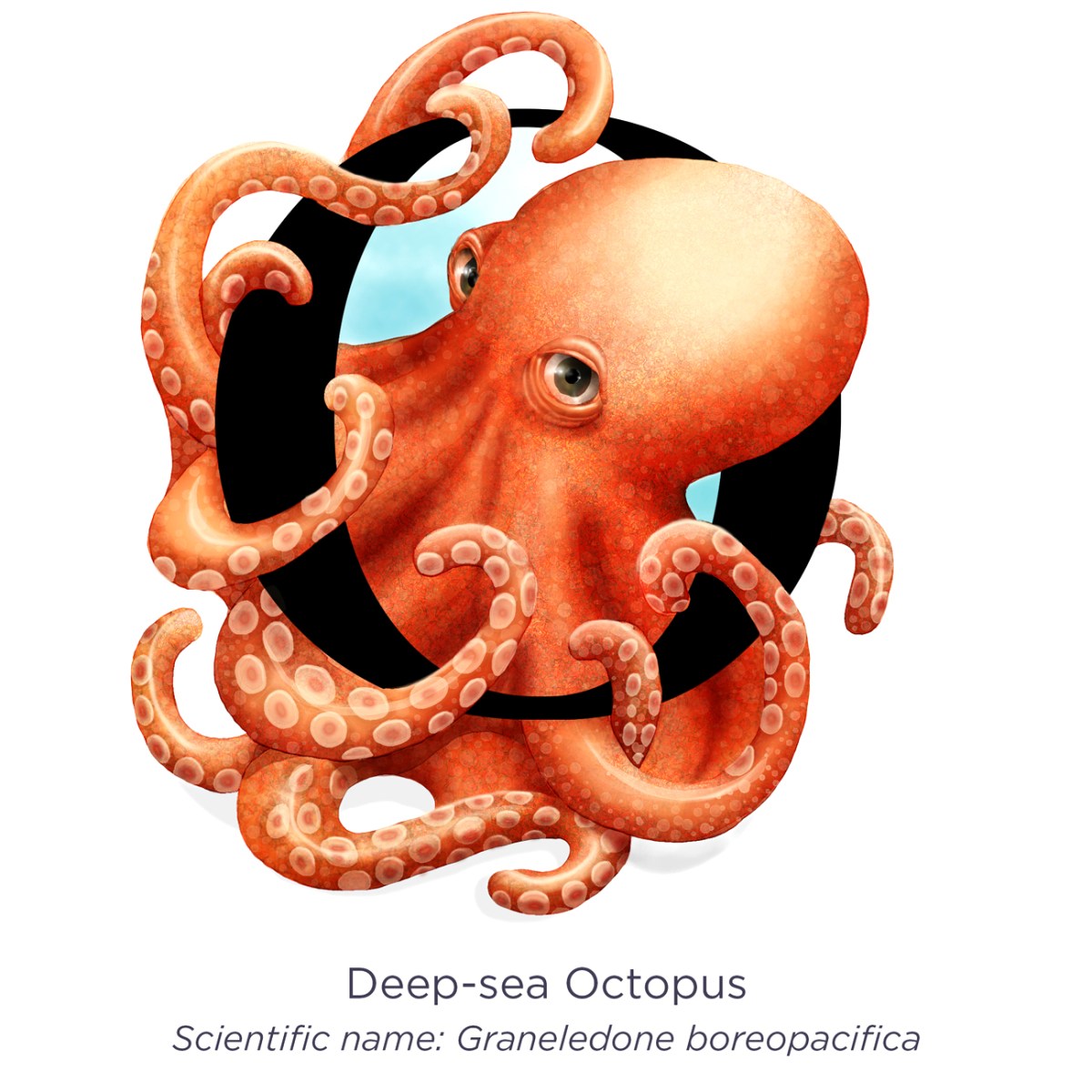 Illustration – “O” is for&nbsp;Octopus.